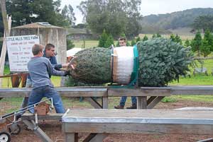 Netting a Tree