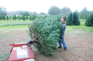 Shaking the Christmas Tree to remove loose needles