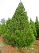 Choose and Cut Monterey Pine