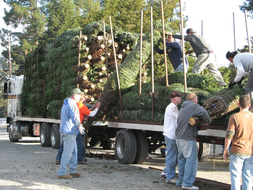 Unloading Fresh Cut Fir Trees